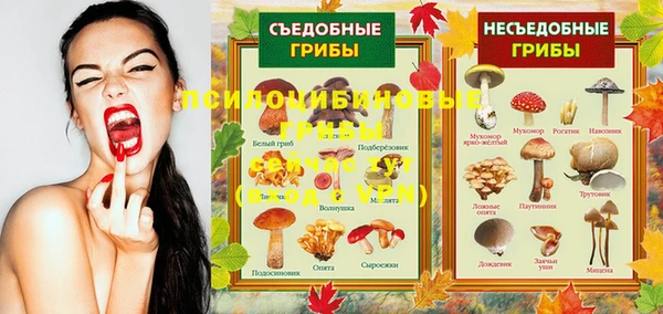 прущие грибы Алексеевка