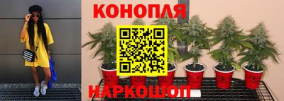 сатива Коммунар